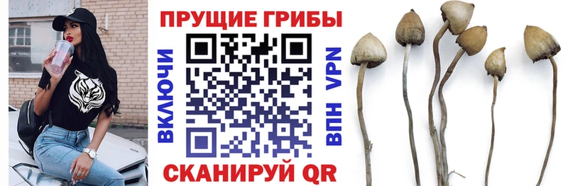 наркотики  Мглин  Галлюциногенные грибы Psilocybine cubensis 